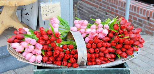 Tulpės,  Holland,  Turistai,  Apdaila,  Gėlė,  Tulpės