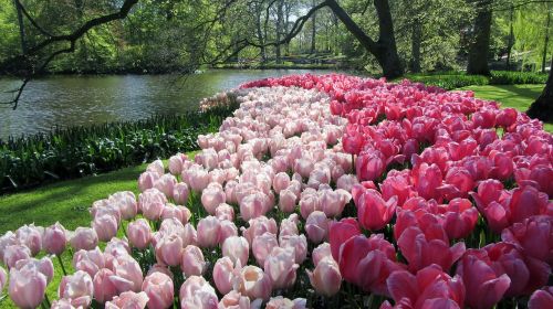 Tulpės, Nyderlandai, Keukenhof, Pavasaris, Spalvos, Gamta, Vasara
