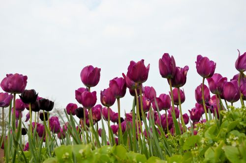 Gėlės,  Tulpės,  Olandų,  Apdaila,  Holland,  Tulpės