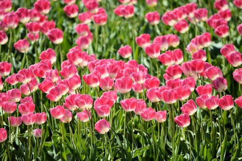 Gėlės,  Tulpės,  Olandų,  Apdaila,  Holland,  Tulpės