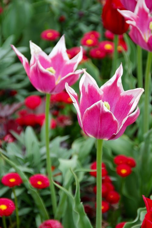Tulpės, Holland, Olandų, Dantytas Kraštas, Gėlės, Pistil, Pavasaris