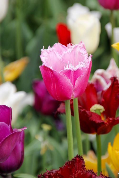 Tulpės, Tulpių Laukas, Tulpenbluete, Pavasaris, Tulpių Laukai, Žydėjo, Pavasario Gėlė, Holland, Olandų, Valstijos Sodo Šou
