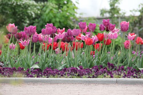 Tulpės, Tulipa, Tulpenzwiebel, Veislinis Tulpis, Violetinė, Raudona, Schnittblume