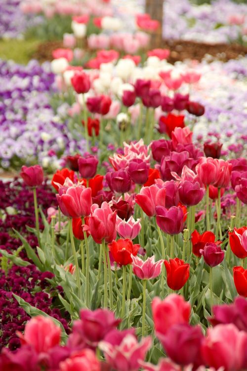 Tulpės, Tulipa, Tulpenzwiebel, Veislinis Tulpis, Raudona, Schnittblume