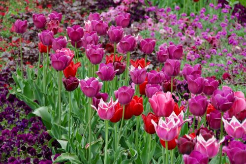 Tulpės, Tulipa, Tulpenzwiebel, Veislinis Tulpis, Violetinė, Schnittblume