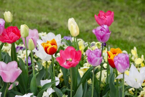 Tulpės, Tulipa, Tulpenzwiebel, Veislinis Tulpis, Violetinė, Raudona, Schnittblume