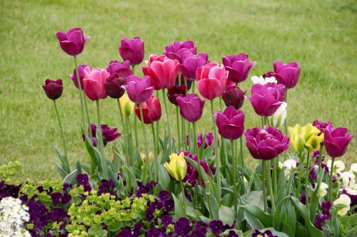 Tulpės, Tulipa, Tulpenzwiebel, Veislinis Tulpis, Violetinė, Schnittblume, Pieva
