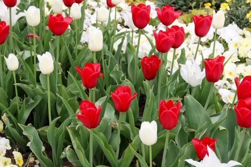 Tulpės, Tulipa, Tulpenzwiebel, Veislinis Tulpis, Raudona, Balta, Schnittblume