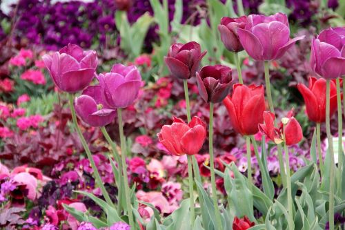 Tulpės, Tulipa, Tulpenzwiebel, Veislinis Tulpis, Violetinė, Raudona, Rožė, Schnittblume, Pieva