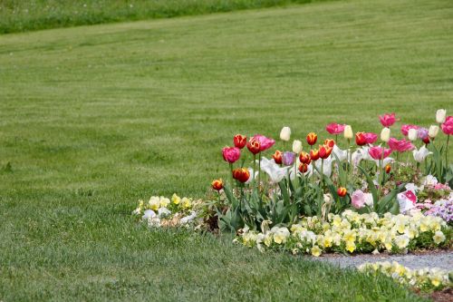 Tulpės, Tulipa, Tulpenzwiebel, Veislinis Tulpis, Violetinė, Balta, Schnittblume, Pieva
