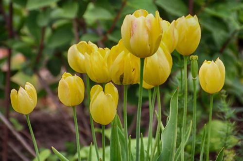 Tulpės, Geltona, Gėlės, Pavasaris, Pavasario Gėlė