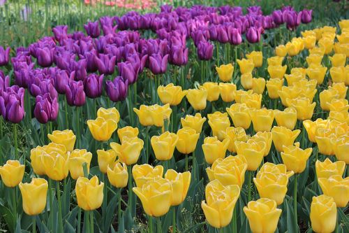 Tulpės, Pavasaris, Gėlės, Gamta, Geltona, Violetinė Tulpė, Žydėti, Parkas, Holland