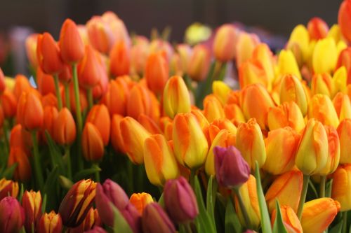 Tulpės,  Gėlės,  Daug,  Geltona,  Raudona,  Turgus,  Pavasaris,  Rožinis,  Violetinė,  Gamta,  Tulpės