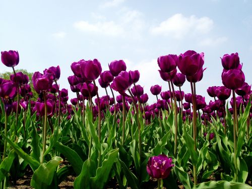 Tulpės, Tulpių Laukas, Gamta, Gėlė, Pavasaris, Violetinė, Sodas