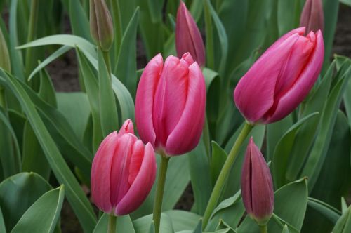 Tulpės, Holland, Raudona, Gėlės, Pavasaris, Rožinis, Sodas, Gražus, Svogūnai, Spalvinga, Gamta, Farbenpracht, Augalas
