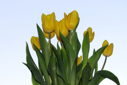 Tulpės, Gėlė, Geltona, Pavasaris, Gėlės, Gamta, Flora, Augalas