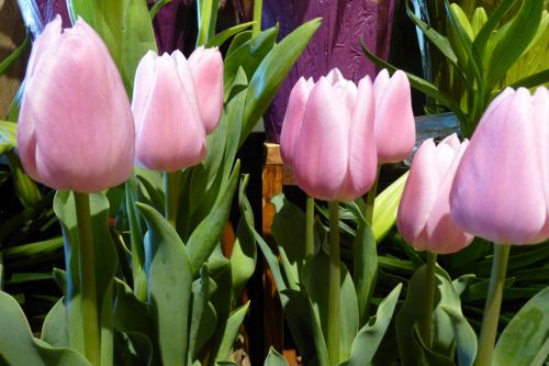 Tulpės,  Rožinis,  Gėlė,  Velykos,  Motinos Dienos & Nbsp,  Tulpės