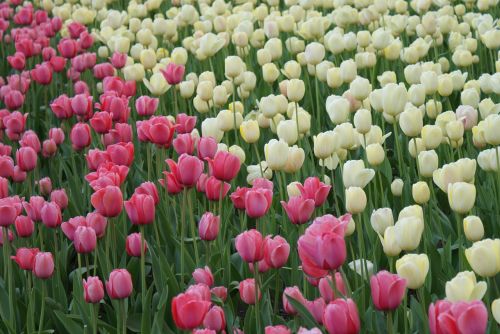 Tulpės, Gėlės, Springfield, Rožinė Ir Balta, Gėlių, Gamta, Sodai, Spalvinga, Fonas