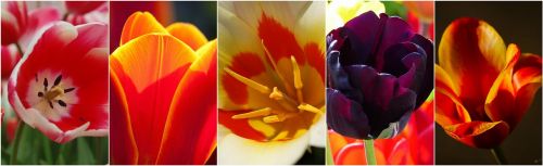 Tulpės, Gėlės, Gėlių Koliažas, Koliažas, Foto Koliažas, Puokštė, Gėlių, Dekoratyvinis, Spalvinga