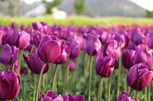 Tulpės, Gėlės, Grožis, Grožis, Natūralus, Violetinės Žiedlapys
