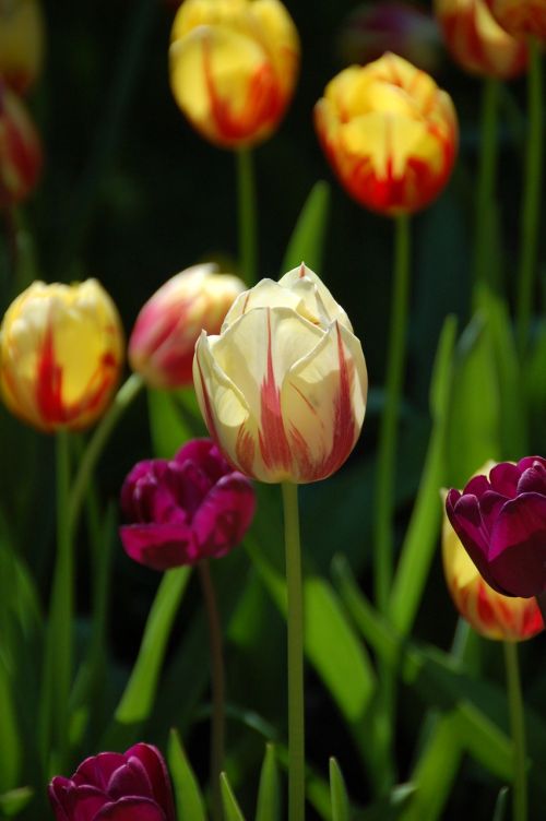 Tulpės, Gėlės, Amsterdamas, Keukenhof, Holland, Pavasaris