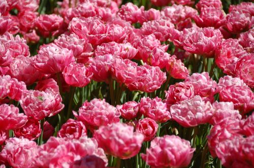 Tulpės, Gėlės, Amsterdamas, Keukenhof, Holland, Pavasaris
