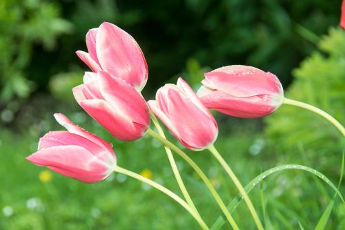 Tulpės, Gėlės, Gamta, Pavasaris, Augalas
