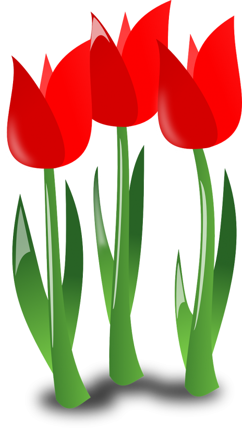 Tulpės, Gėlės, Raudona, Augalai, Žiedas, Žydi, Pavasaris, Nemokama Vektorinė Grafika