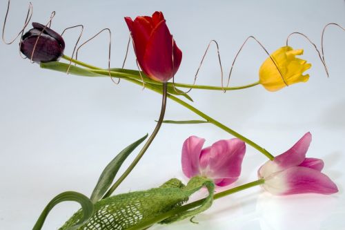 Tulpės, Gėlės, Viela, Pavasaris, Geltona, Raudona, Rožinis