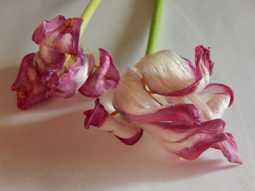 Tulpės, Džiovintos Gėlės, Blukimas
