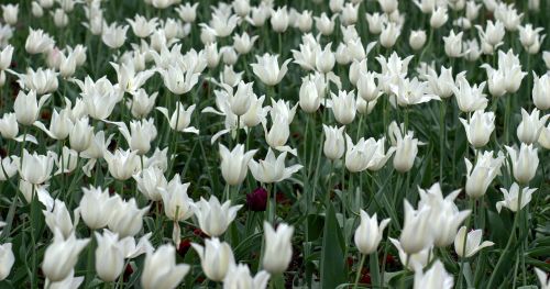 Tulpės, Gėlės, Reikmenys, Balta, Pavasaris, Grožis