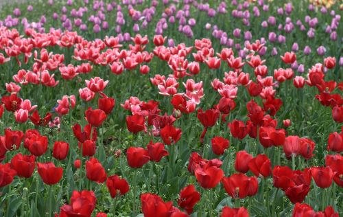 Tulpės, Gėlės, Reikmenys, Raudona, Pavasaris, Grožis