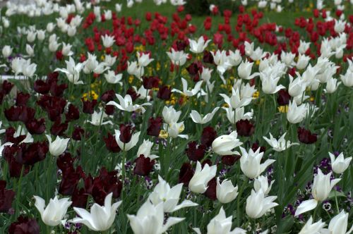 Tulpės, Gėlės, Reikmenys, Dažymas, Pavasaris, Grožis