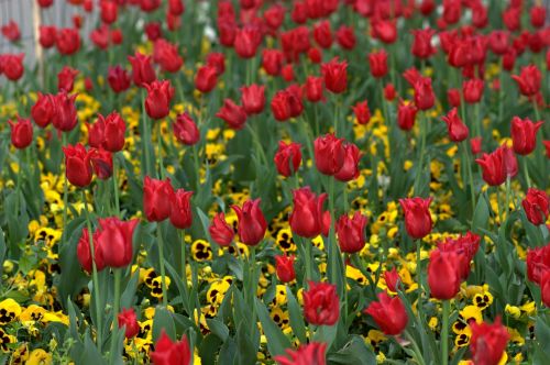 Tulpės, Gėlės, Reikmenys, Dažymas, Pavasaris, Grožis