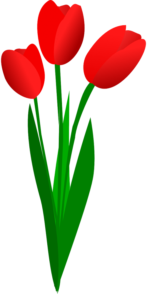 Tulpės, Gėlės, Raudona, Pavasaris, Žiedas, Žydi, Trys, Nemokama Vektorinė Grafika