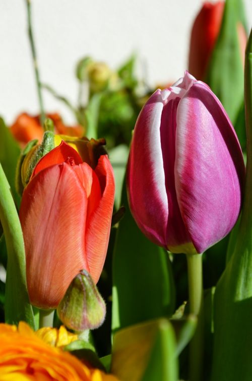 Tulpės, Gėlės, Holland, Pavasaris, Nyderlandai, Žydėti, Gėlė, Gamta