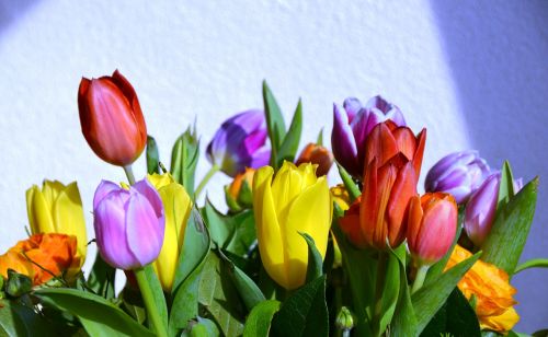 Tulpės, Laimingas, Fonas, Vasara, Gėlės, Holland, Spalvinga, Spalvos, Gamta, Spalva, Spalvos, Pavasaris, Gėlė, Nyderlandai, Gražus