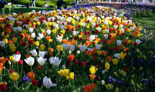 Tulpės, Parkas, Gėlės, Žiedai, Augalai, Kraštovaizdis, Lauke, Spalvinga, Gamta, Žydi, Žolė, Pavasaris, Gėlių