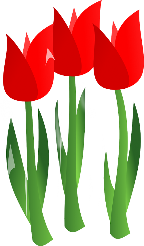 Tulpės, Gėlės, Raudona, Augalas, Gėlių, Nemokama Vektorinė Grafika