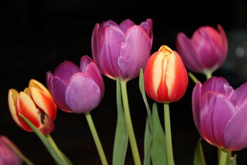 Tulpės, Strausas, Gėlės, Puokštė, Pavasaris, Spalvinga, Schnittblume
