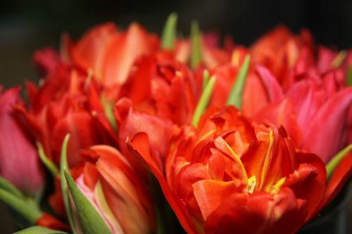 Tulpės, Gėlės, Raudona, Oranžinė, Geltona