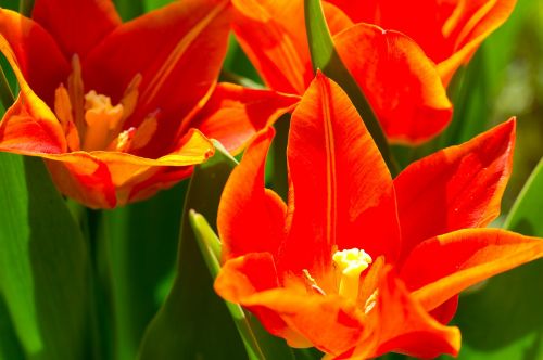 Tulpės, Gėlės, Oranžinė, Pavasaris, Gamta, Zwiebelpflanze