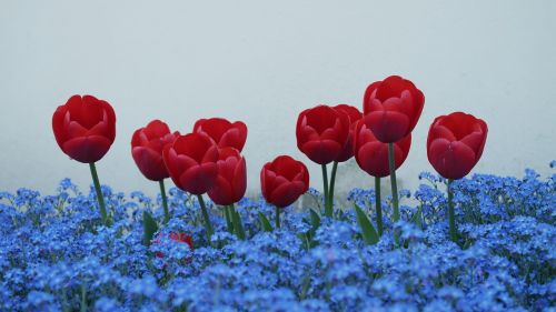 Tulpės, Nepamiršk Manęs, Gėlės
