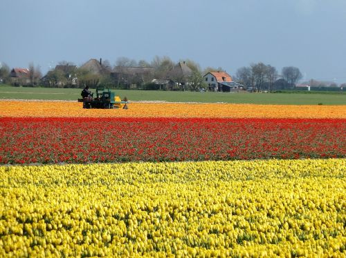 Tulpės, Holland, Svogūnėliai, Pavasaris, Lemputės Laukai, Geltona, Raudona