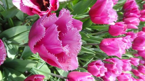 Tulpės, Nyderlandai, Gėlių Pavasaris, Pavasaris, Sodas, Gėlės, Gamta