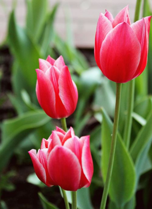 Tulpės, Pavasaris, Gėlės, Gamta, Žydėti