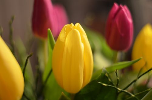 Tulpės, Gėlės, Raudona, Geltona, Gėlė, Pavasaris, Tulpė, Gamta, Nyderlandai, Holland