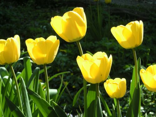 Tulpės, Geltonos Gėlės, Pavasaris, Sodas, Gėlės