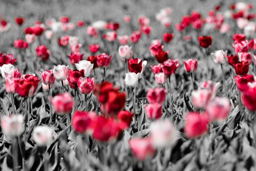Tulpės, Gėlė, Holland