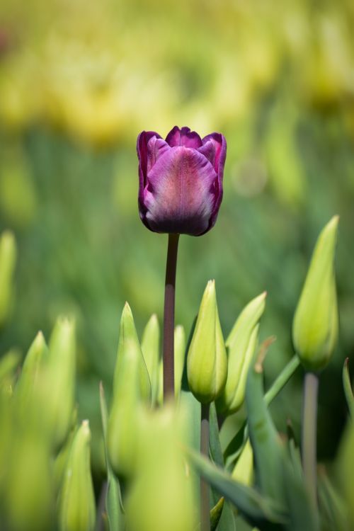 Tulpės, Gėlė, Holland